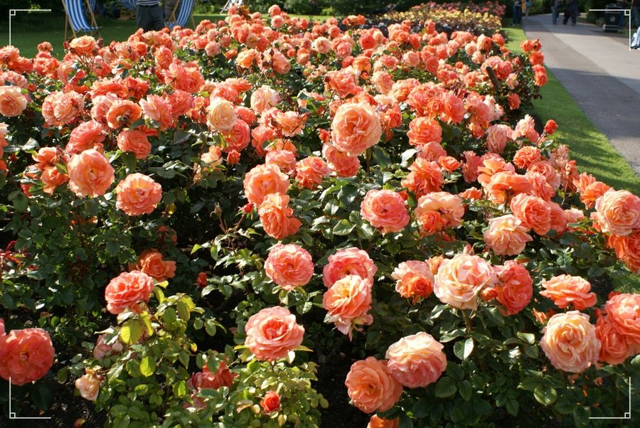 Tatton róże rabatowe